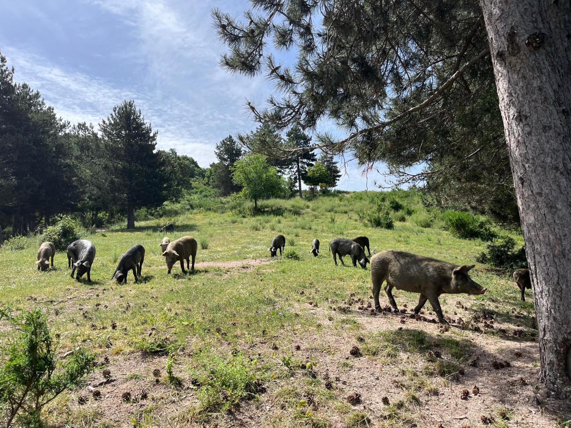 La Locanda Del Poeta Acri Bagian luar foto